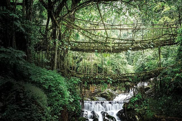 Double Decker Living Root Bridge – Nongriat Double Decker Living Root Bridge – Nongriat