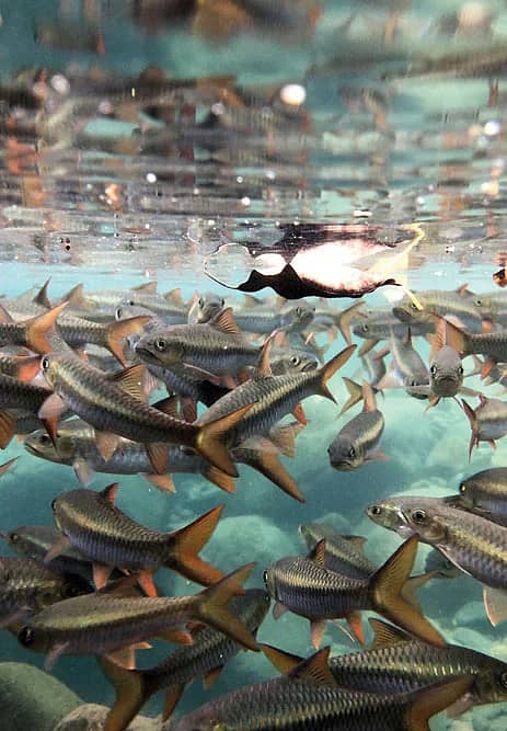 Fishes at Pond, Double Decker Living Root Bridge, Nongriat, EKH Fishes at Pond, Double Decker Living Root Bridge, Nongriat, EKH