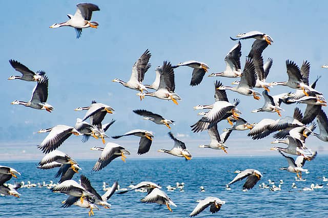 Migratory Birds, Pong Dam Lake, Kangra Migratory Birds, Pong Dam Lake, Kangra