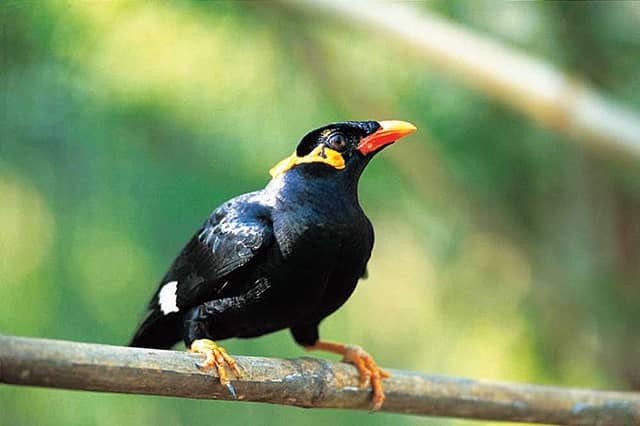 Hill Mynah Hill Mynah