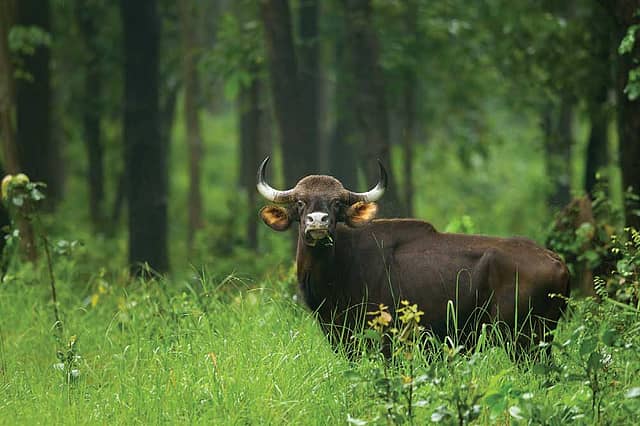 Barnawapara Wildlife Balodabazar Barnawapara Wildlife Balodabazar