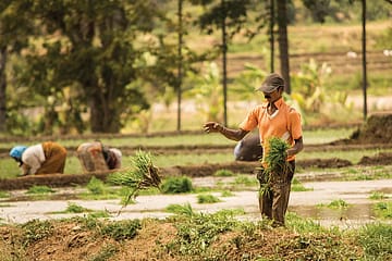 Telangana's ₹26,000-crore Paddy Procurement: A High-Stakes Agricultural Standoff