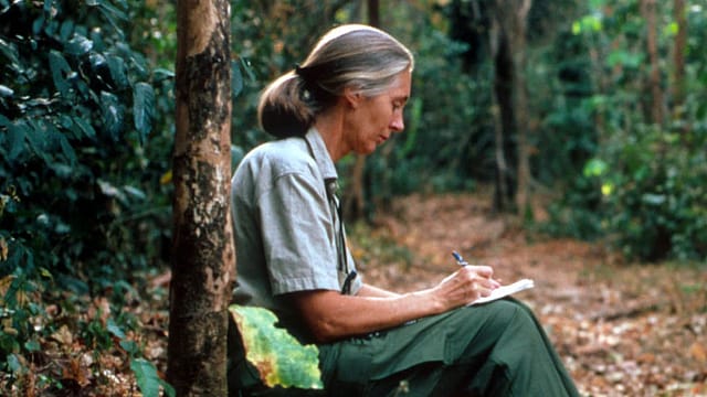 Jane Goodall: The Woman Who Refined Humanity’s Relationship with Nature  