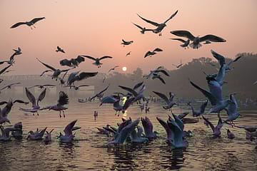 Migratory Siberian Seagulls in New Delhi