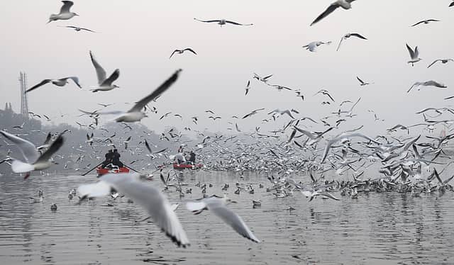 Migratory Siberian Seagulls in New Delhi