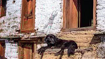 In the Footprints of the Bhutia: In search of the Himalayan sheep dog