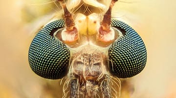 The Mosquito Continues to Thrive