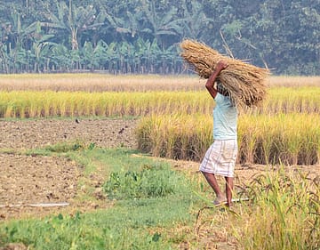 Global Agriculture to Stabilise in 2026, but Supply Gaps Persist: ING