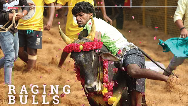 Jallikattu: Raging Bulls Jallikattu: Raging Bulls