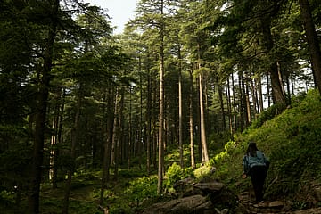 Into the Wild: The changing face of India’s forests and natural landscapes