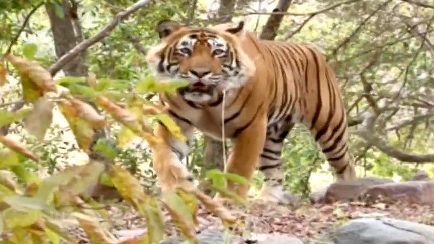 Young Royal Bengal Tiger’s 800 Km Journey Across States to Similipal ...