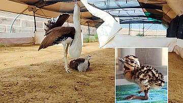 Great Indian Bustard Makes A Comeback: How India Revived A Dying Species
