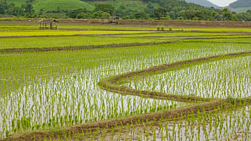 A Strait, a Ban, and a Ticking Clock: How Asia's Food Supply Became a Powder Keg