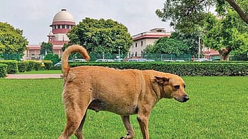 A Hard Line On Stray Dogs