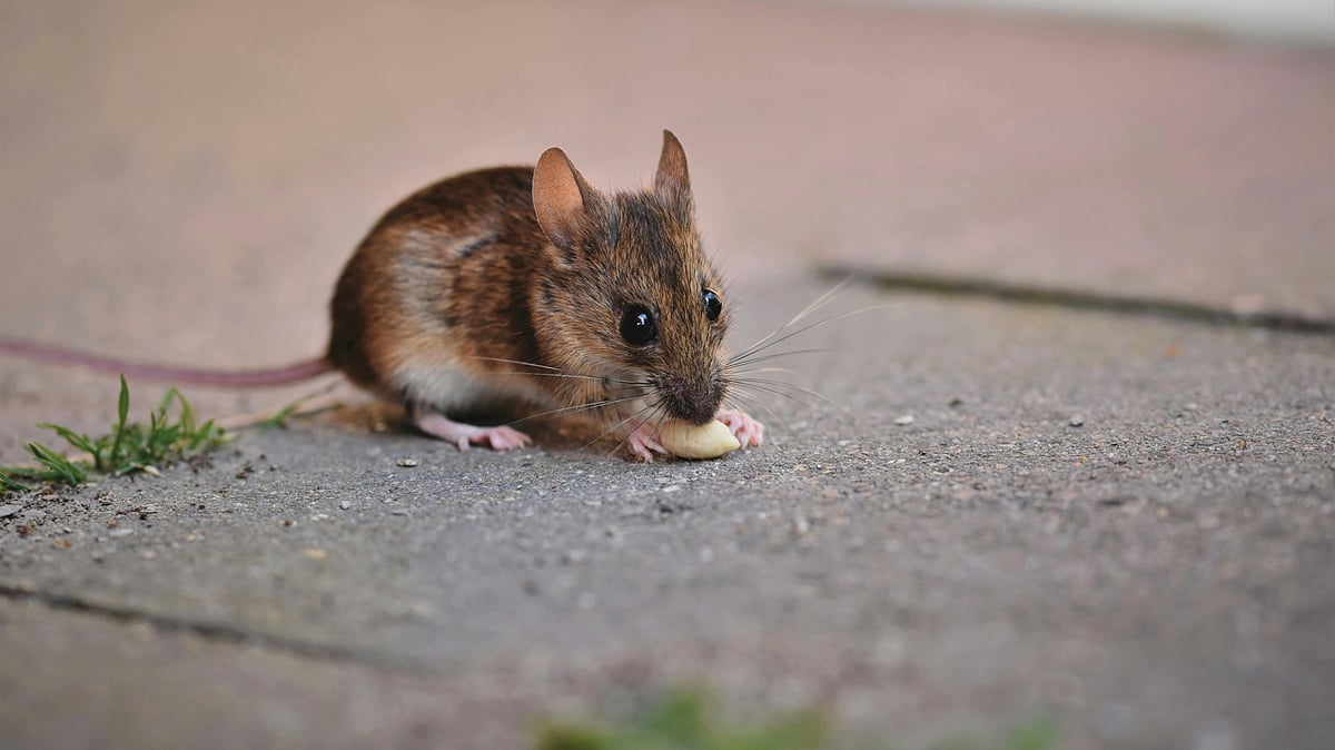 Scientists Reverse Memory Loss in Dementia Mice by Recharging Brain Cells