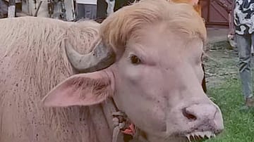 Watch | Viral ‘Donald Trump’ Buffalo Becomes Eid Attraction in Bangladesh
