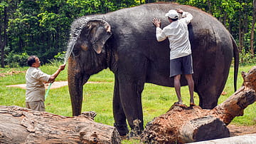 Zoos Turn to Coolers, Fruits, and Showers as Heatwave Puts Animals at Risk