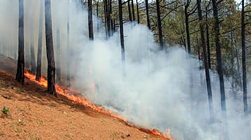 Jammu & Kashmir Forest Fire Rages for Third Day in Udhampur’s Ramnagar Division