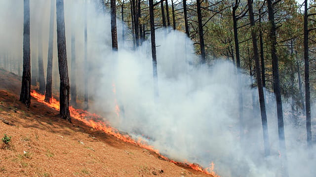 Jammu & Kashmir Forest Fire Rages for Third Day in Udhampur’s Ramnagar Division