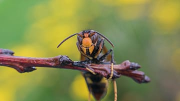 UK Braces for Asian Hornet Surge as Heatwave Fuels Ecological Concern