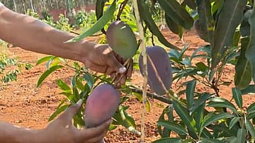 Rs 1.5 Lakh per kg in India: Ayodhya Farmer Grows Rare Japanese Miyazaki Mango in Home Garden
