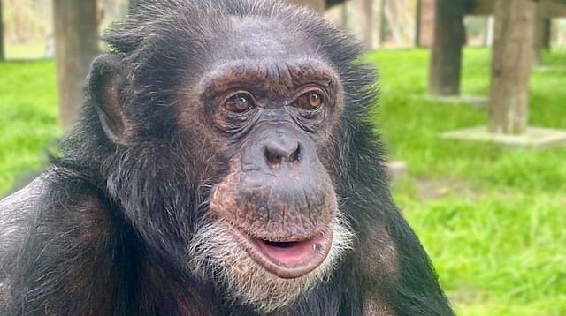Where Is Michael Jackson's Chimpanzee Bubbles Now, Over Two Decades After Leaving Neverland? Where Is Michael Jackson's Chimpanzee Bubbles Now, Over Two Decades After Leaving Neverland?