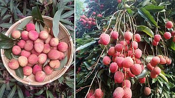 Assam’s GI-Tagged Tezpur Litchi Goes Global, First Shipment Reaches Dubai