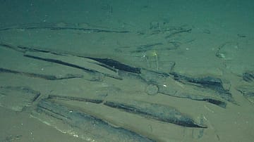 New Species, Ancient Bones: Inside the Ocean's Largest Whale Graveyard