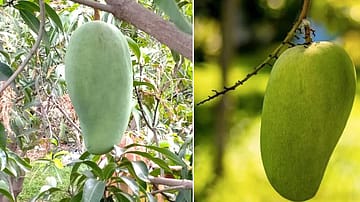 MP’s Rare Noorjahan Mango Fetches Up to Rs 3,000 Per Piece, Weighs as Much as 5 kg
