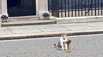 Who Is Larry the Cat? Meet Britain's Most Enduring Resident of 10 Downing Street 