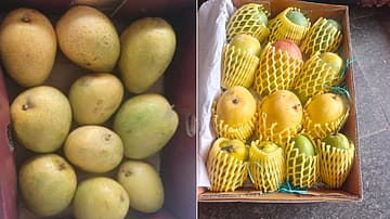 India Sends First-Ever Sea Shipment of Banganapalle Mangoes to Singapore via APEDA Push