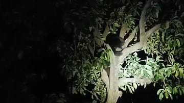 Watch | Wild Bear Strays Into Maharashtra Locality, Safely Guided Back to Forest