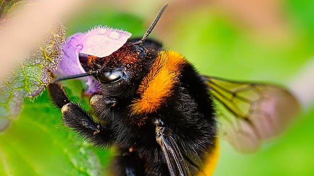 Bees display distinctly different facial behaviors depending on what they consume. Bees display distinctly different facial behaviors depending on what they consume.