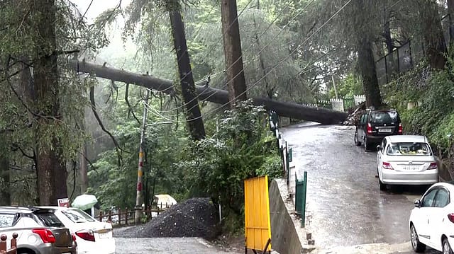 A view of an uprooted tree, blocking the Banmore road, following a heavy rainfall in Shimla. A view of an uprooted tree, blocking the Banmore road, following a heavy rainfall in Shimla.