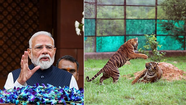 PM Modi Marks Global Tiger Day, Says India Hosts 70% of World’s Tigers