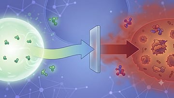 Scientists have identified EPS8, a protein that builds up with age, as a potential molecular switch linking ageing to neurodegenerative diseases