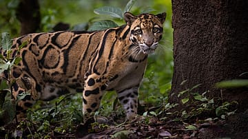 Known for its exceptional climbing ability, clouded leopard spends much of its time in trees and inhabits dense tropical forests across Northeast India and parts of Southeast Asia 