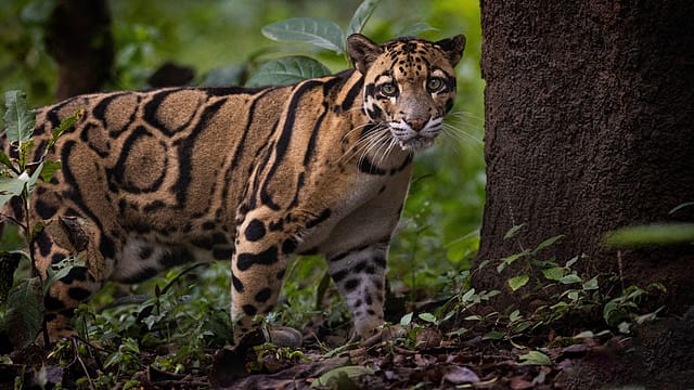 Known for its exceptional climbing ability, clouded leopard spends much of its time in trees and inhabits dense tropical forests across Northeast India and parts of Southeast Asia Known for its exceptional climbing ability, clouded leopard spends much of its time in trees and inhabits dense tropical forests across Northeast India and parts of Southeast Asia