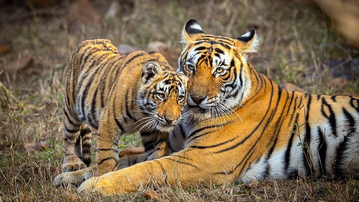 Can AI Stop Human-Wildlife Conflict? Parliament Wants Drones, Smart Maps and Predictive Tech
