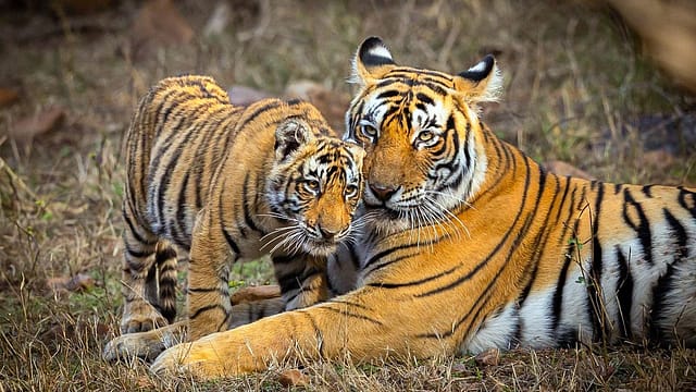 From drones and AI to GPS tracking and predictive analytics, India is turning to technology to spot conflict before it turns deadly for both people and wildlife From drones and AI to GPS tracking and predictive analytics, India is turning to technology to spot conflict before it turns deadly for both people and wildlife
