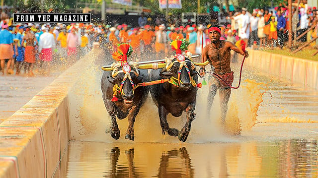 Mudslinging Time: A proposal to hold a coastal buffalo race has ignited a culture war in Karnataka Mudslinging Time: A proposal to hold a coastal buffalo race has ignited a culture war in Karnataka