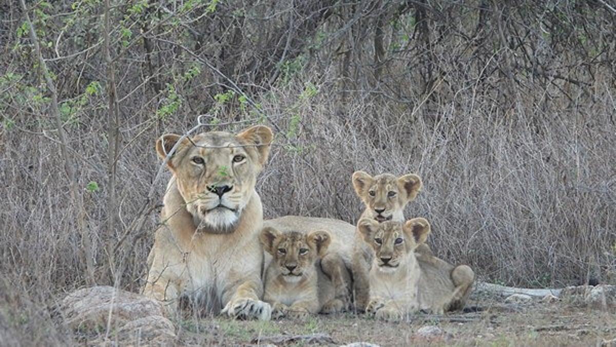 India Saved Its Lions. Now It Must Learn to Live With Them India Saved Its Lions. Now It Must Learn to Live With Them