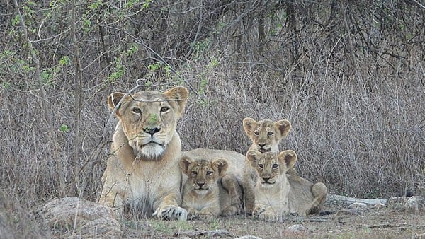 On the eve of World Lion Day, Gujarat announced it will build a 100-hectare natural enclosure for Asiatic lions involved in attacks on humans On the eve of World Lion Day, Gujarat announced it will build a 100-hectare natural enclosure for Asiatic lions involved in attacks on humans