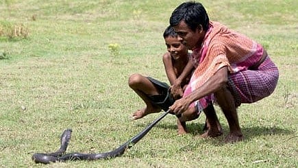 WHO estimates that 4.5 million to 5.4 million people are bitten by snakes each year. Around 1.8 million to 2.7 million develop envenoming, while 81,000 to 138,000 die WHO estimates that 4.5 million to 5.4 million people are bitten by snakes each year. Around 1.8 million to 2.7 million develop envenoming, while 81,000 to 138,000 die