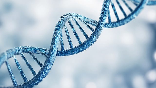 DNA isn’t just packed into cells—it’s precisely folded. Scientists find that losing one copy of TBX5 can disrupt that architecture in developing heart cells, altering how genetic instructions are read DNA isn’t just packed into cells—it’s precisely folded. Scientists find that losing one copy of TBX5 can disrupt that architecture in developing heart cells, altering how genetic instructions are read