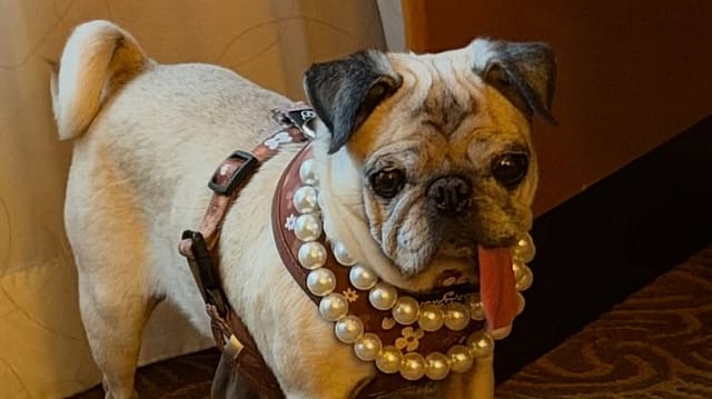 From second place to top dog: Jinny Lu wins hearts — and the ugliest-dog crown From second place to top dog: Jinny Lu wins hearts — and the ugliest-dog crown