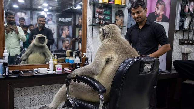 Mirror, Mirror on the Wall: Jharkhand Monkey Enjoys an Unexpected Salon Visit