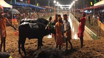 In this Uttar Pradesh village, even a buffalo can throw a party big enough to break the internet