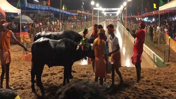 Happy Birthday, Basanti! UP Buffalo Gets Cake, Balloons and a Party Bigger Than Most Humans