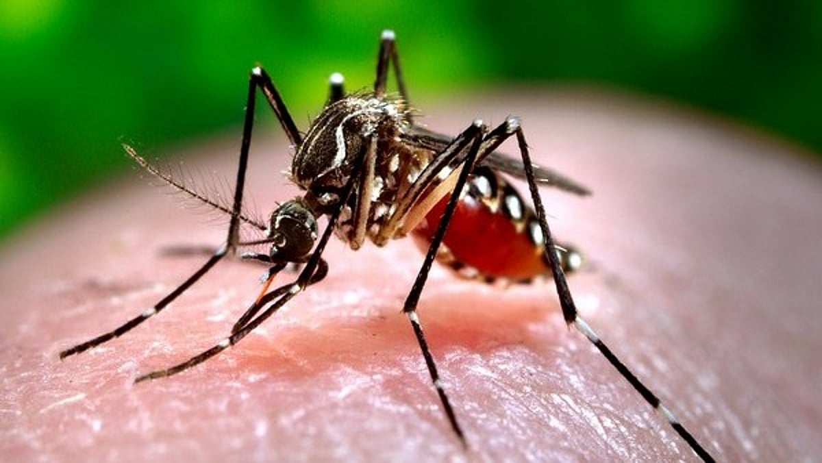 Why Mosquito-Borne Diseases Will Intensify by 2040